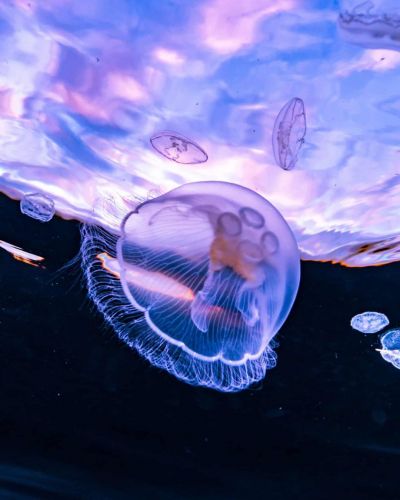 Медузы инопланетной красоты замечены у берегов Черного моря - январь 2020