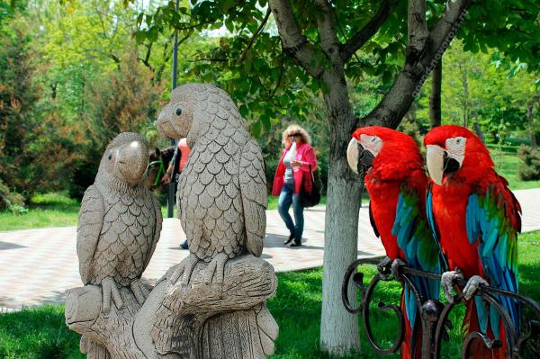 Скульптура Попугаи Парк Фрунзе Новороссийск