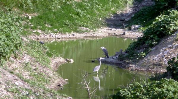 Дикие птицы в реке Дюрсо возле озера