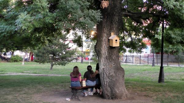 Скворечник на дереве в сквере им. Чайковского в Новороссийске