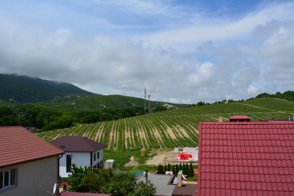 Село Мысхако. Рядом виноградники. Новороссийск. Фото окрестностей