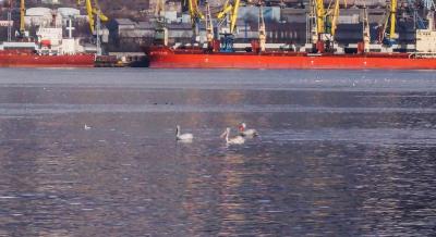 В Новороссийск 14.01.2016 прилетели пеликаны