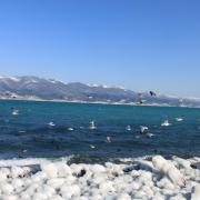 Новороссийск зимой. Море, чайки, обледеневший берег. 8.02.2012 г.