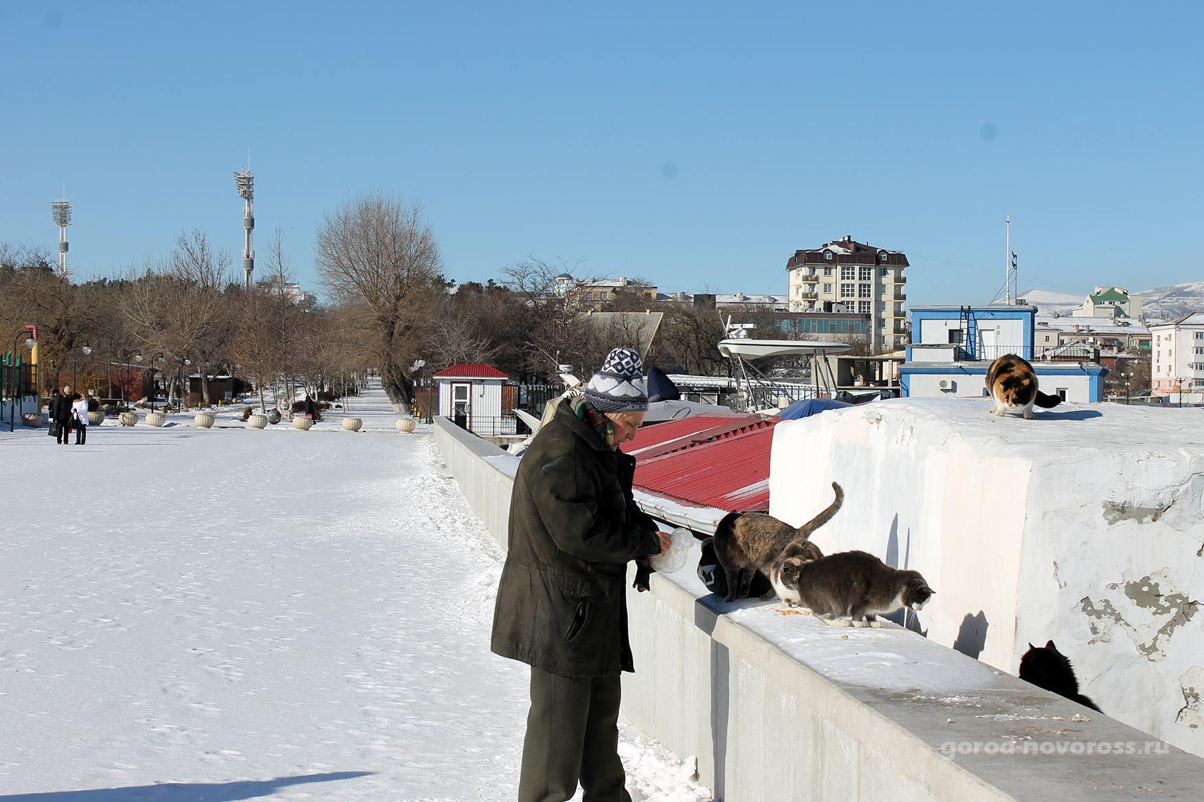 Добрый дедушка кормит кошек в Парке Фрунзе. Зима 2014. Новороссийск