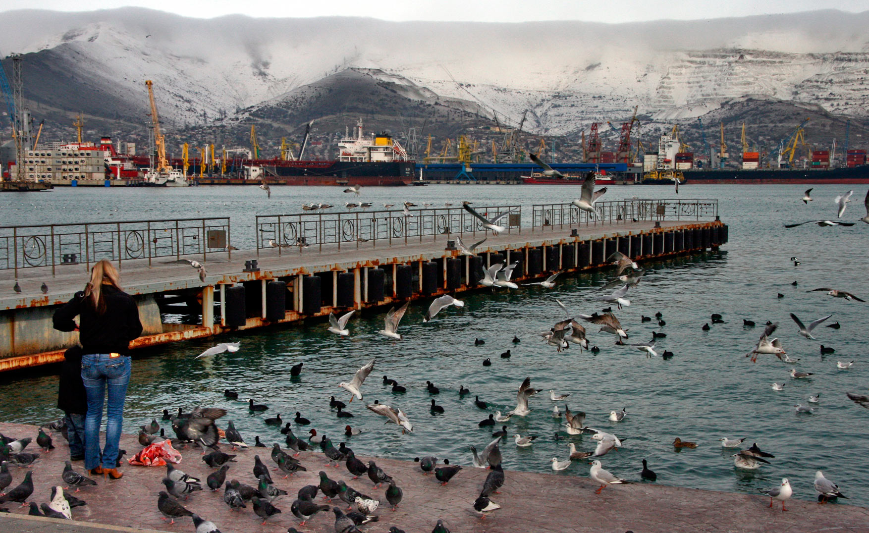 Чайки и голуби слетелись на кормежку на набережной. Зима 2012 год. Новороссийск