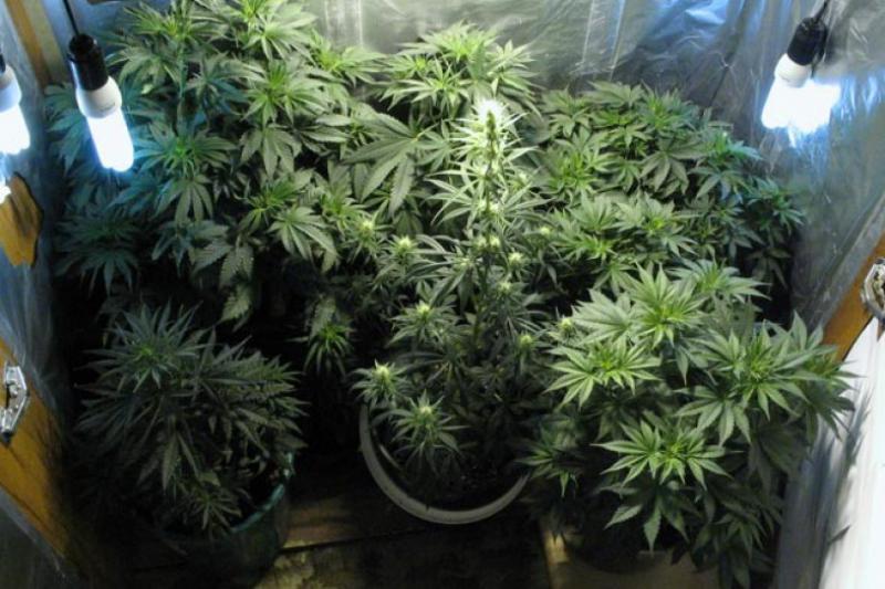 как правильно растить марихуану дома