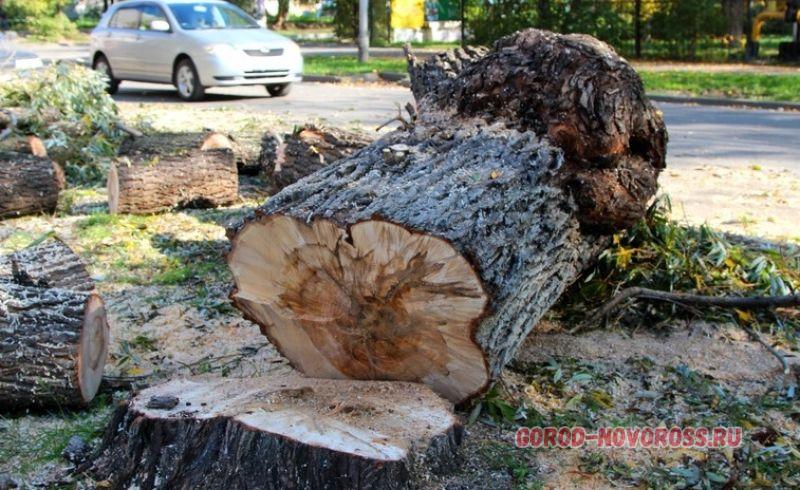 Спилил огромное дерево