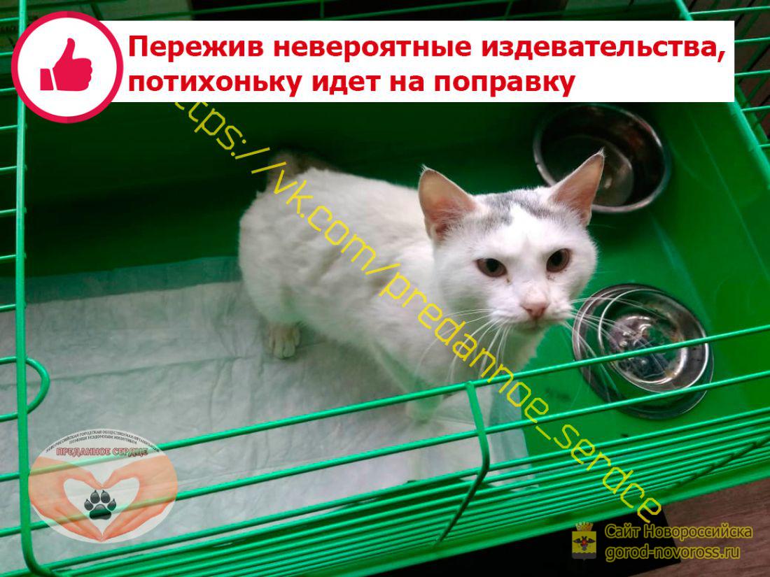 Идти на поправку. Преданное сердце Новороссийск. Потихоньку идем на поправку. Преданное сердце Новороссийска номер телефона.