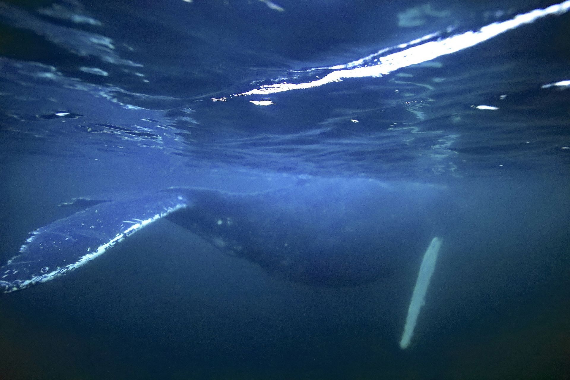 Мощность кита под водой. Кит под водой. Киты в Баренцевом море. Кит из воды. Кит под водой фото.