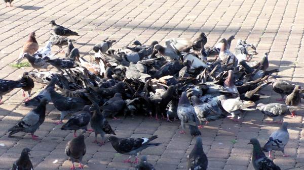Голодные голуби на Бульваре Черняховского Новороссийск