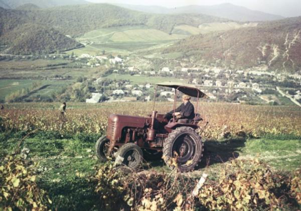Старое фото Абрау-Дюрсо. Тракторит на сборе урожая