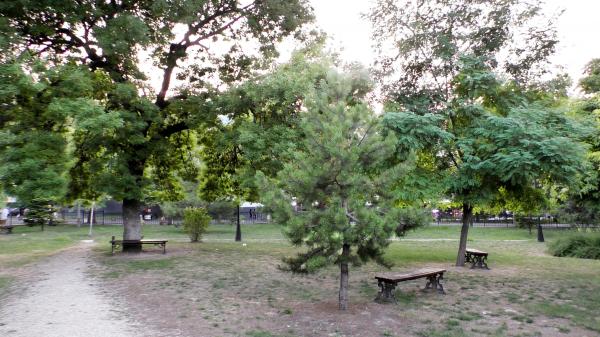 Деревья и лавочки в сквере им. Чайковского в Новороссийске