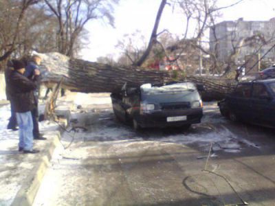 Новороссийск. Дерево упало на машину. Последствия норд-оста от 7.02.2012 г